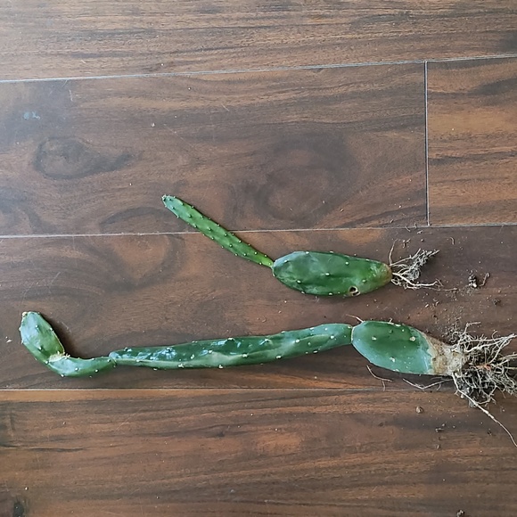 Cactus 🌵 - Picture 3 of 5